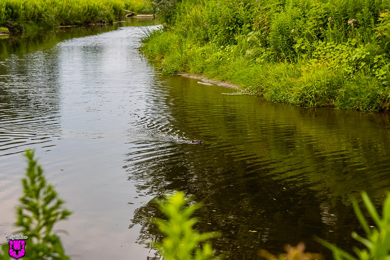 IMG_4498.JPG