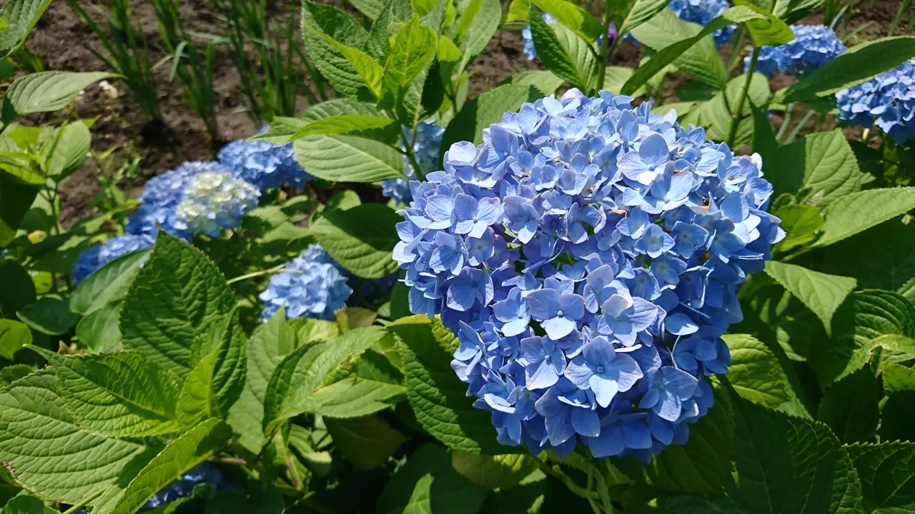 DSC_4641.JPG