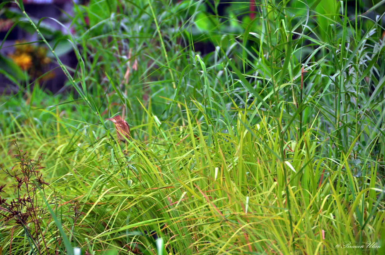 DSC_0235.jpg