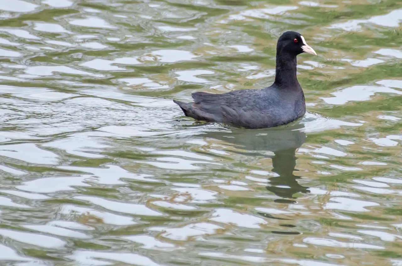 DSC_9994.jpg