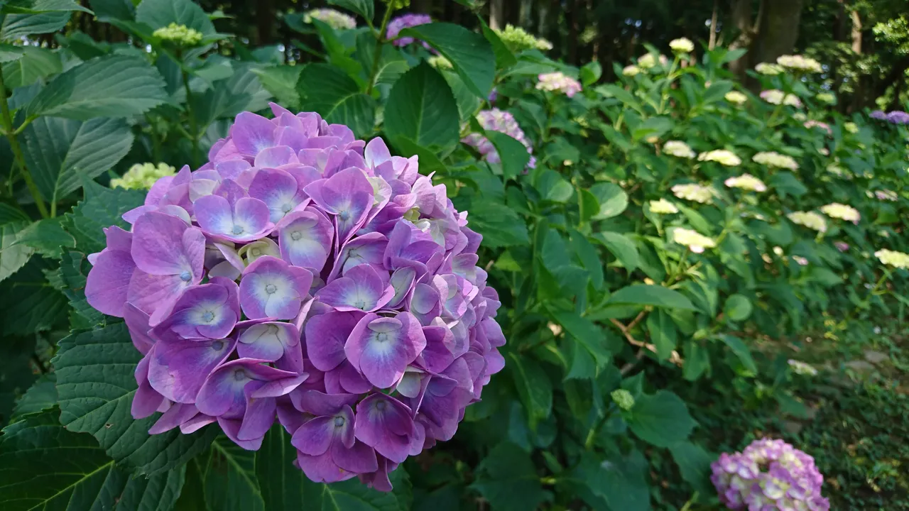 DSC_4655.JPG