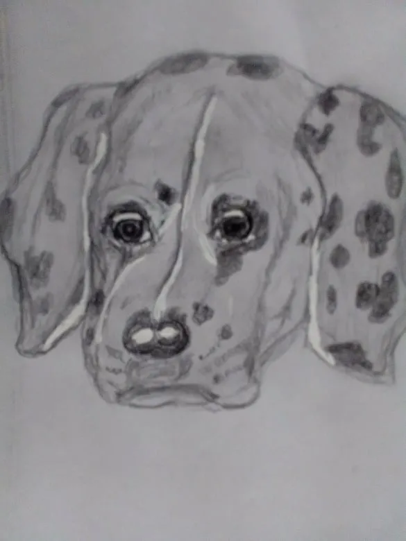 dalmata3.jpg