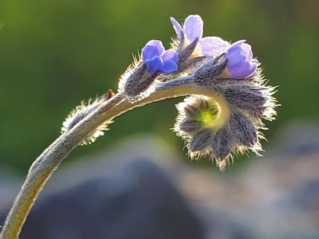 spring_3.jpg