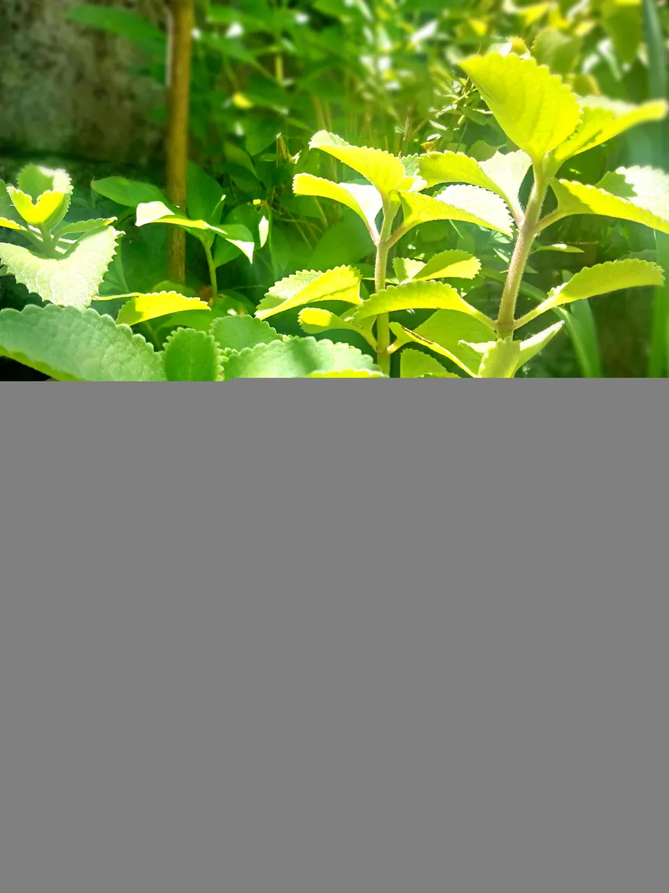 oregano2.jpg