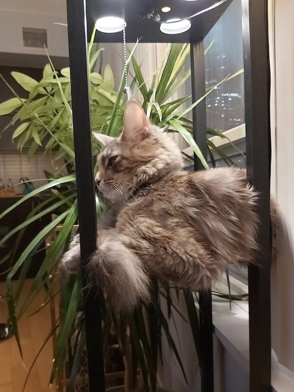 coonlamp.jpg