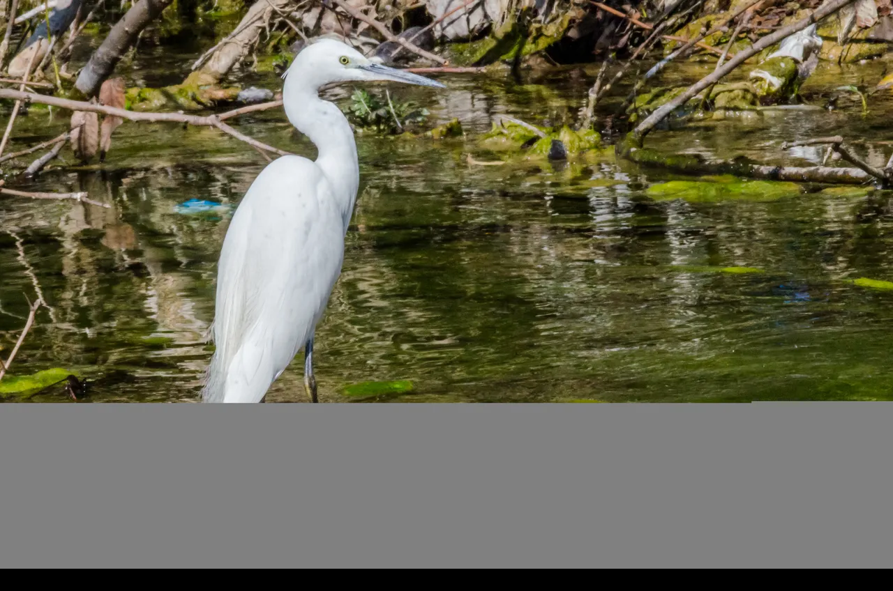 DSC_9226.jpg