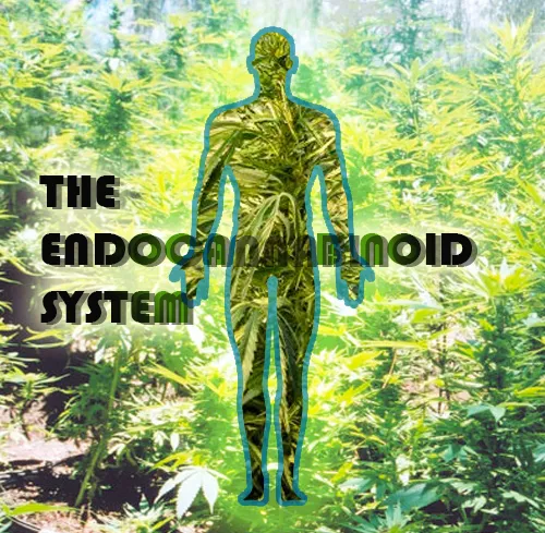 endocann.jpg