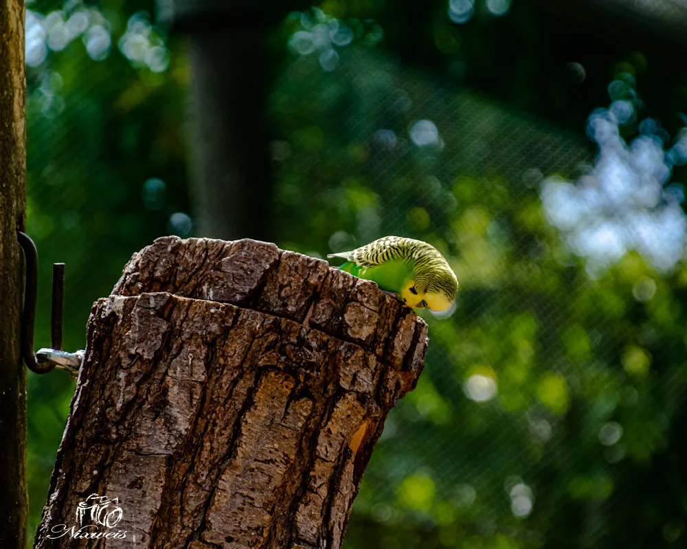 DSC_0041.jpg