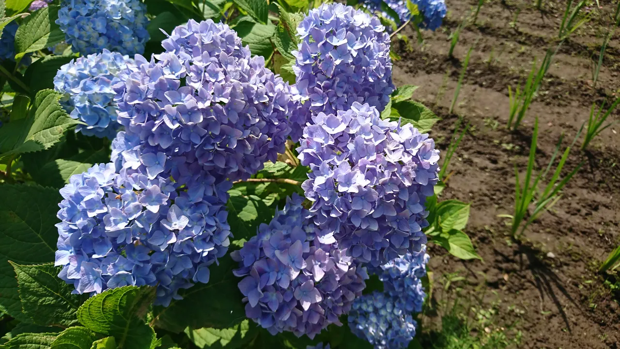 DSC_4639.JPG