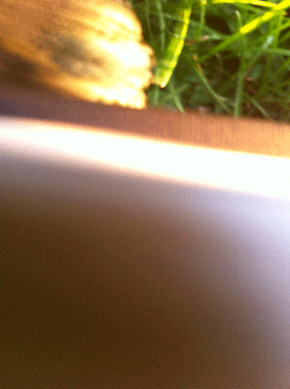 IMG_2851.gif