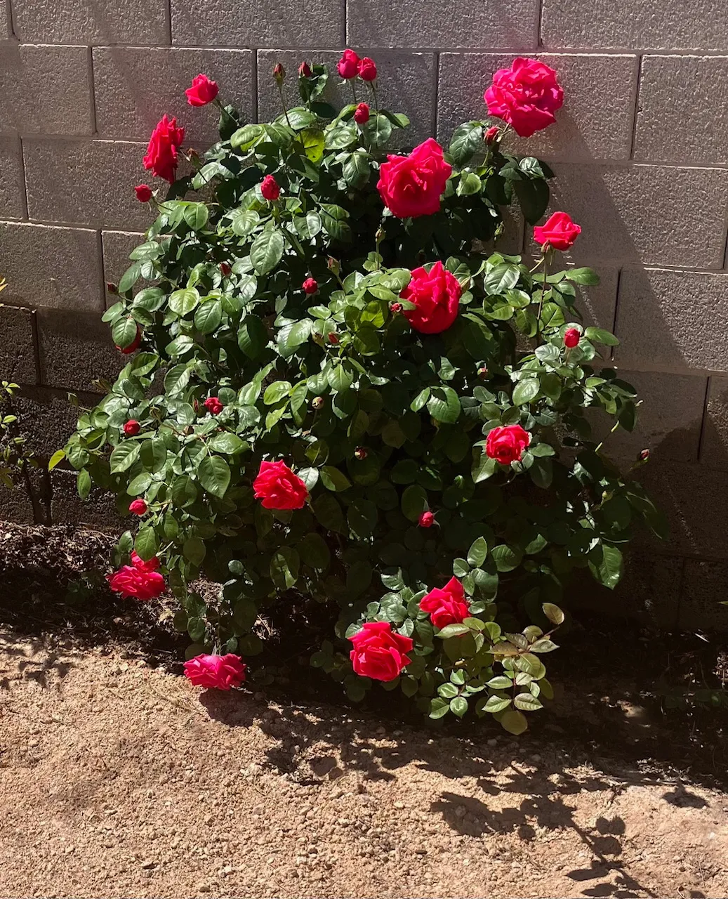 Roses....jpg