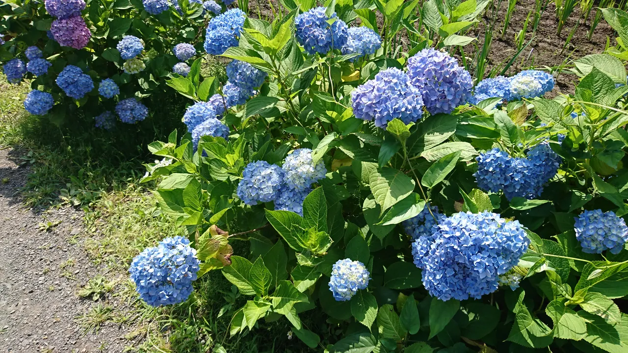 DSC_4640.JPG