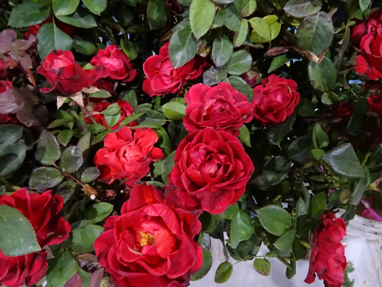 DSC01400.JPG
