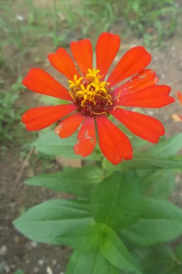 flor b.JPG