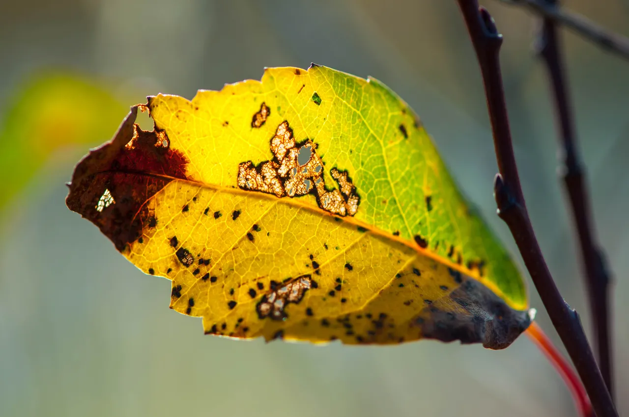 DSC_0408.jpg