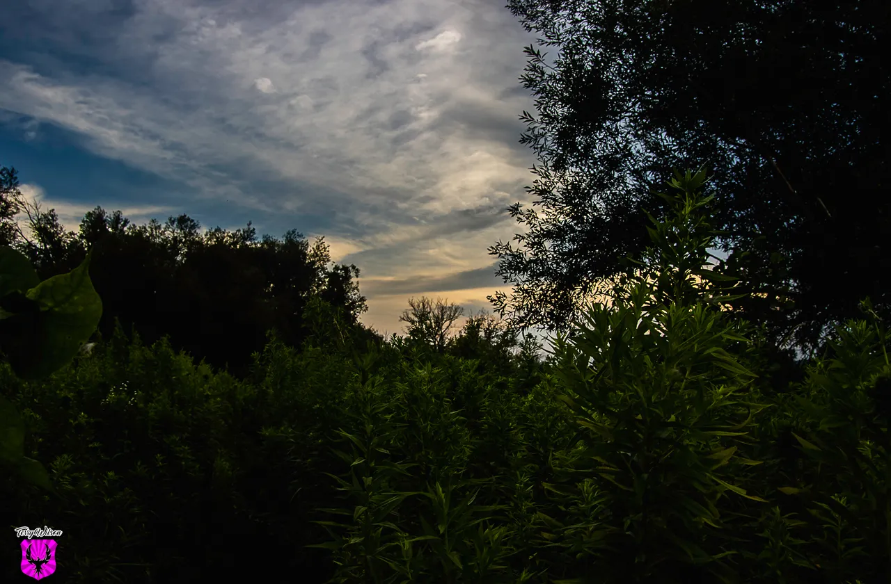 IMG_4529.JPG