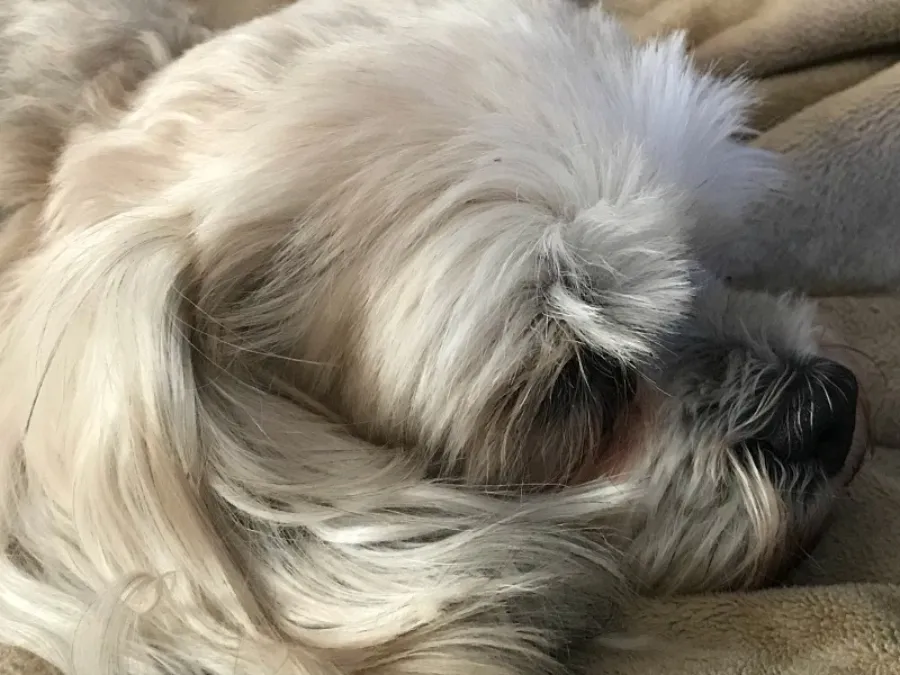rip-coco.jpg