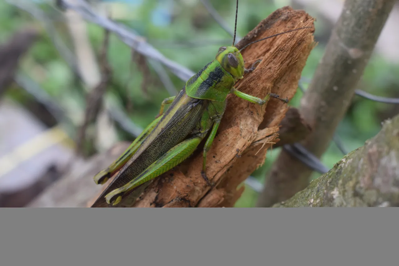 DSC_1428.JPG