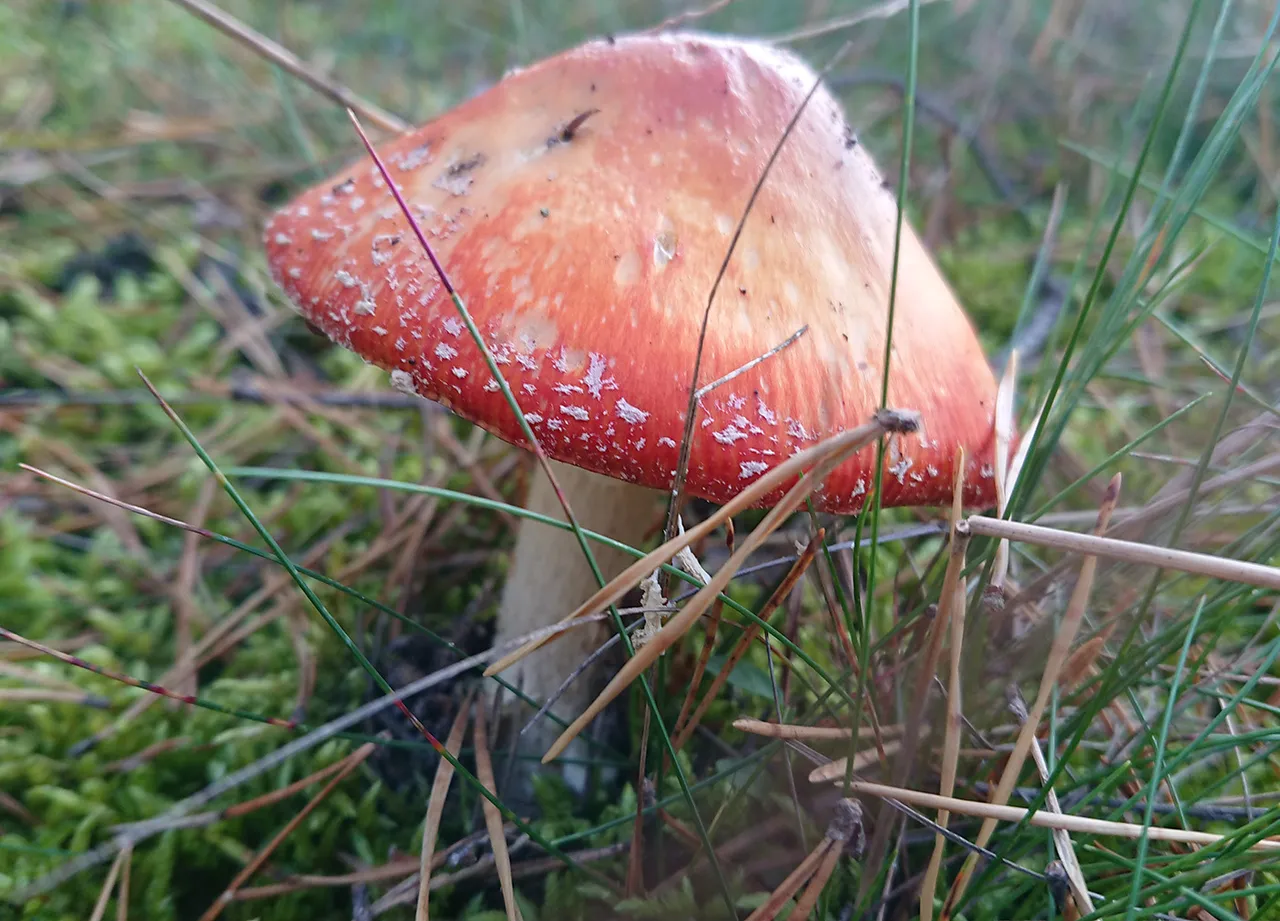 DSC_0614.JPG