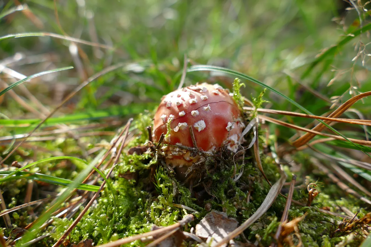 P1000257.JPG