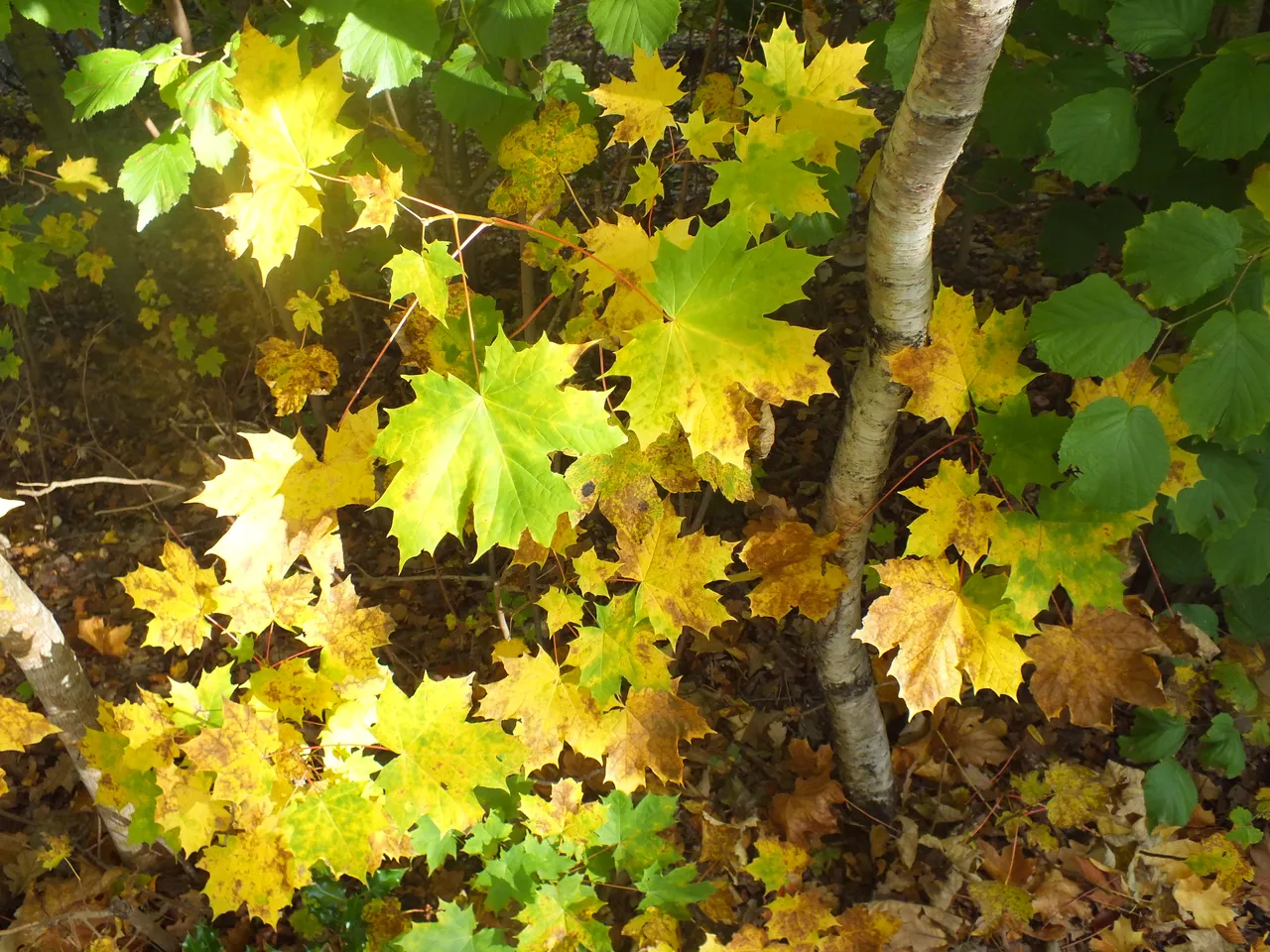 DSCF1074.JPG