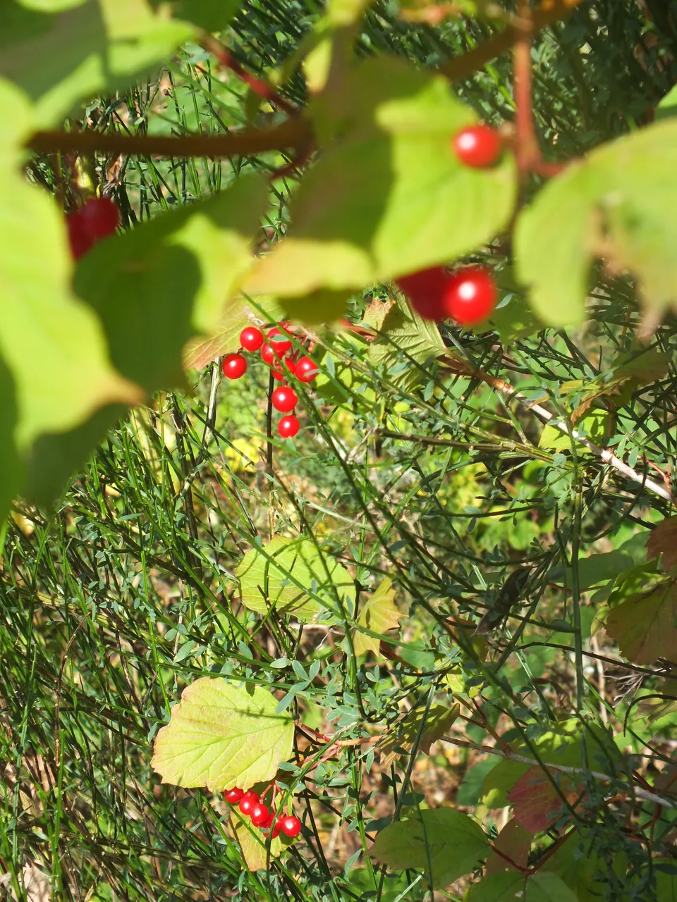 DSCF1071.JPG