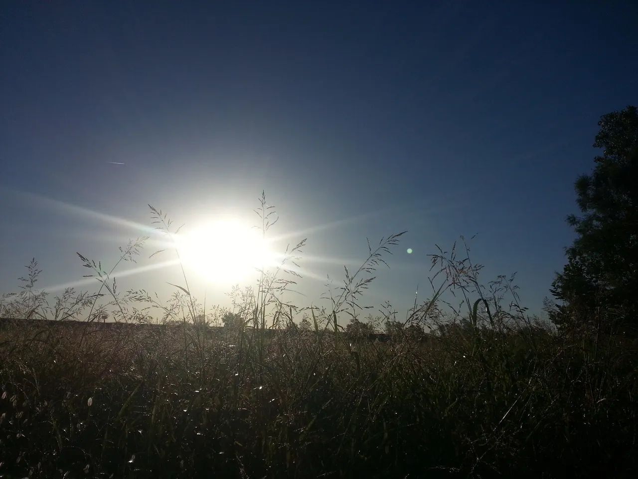 sunGrass.jpg