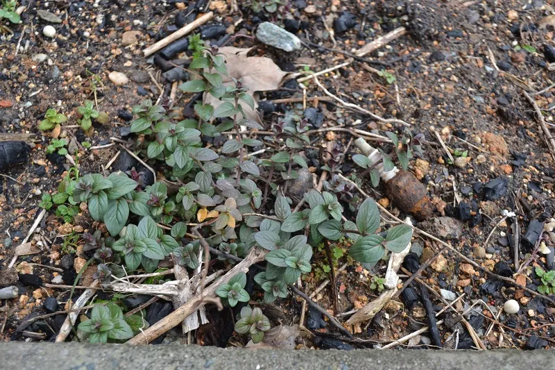 A native variety of mint, Pycnanthemum muticum, slowly coming back up now that the frosts are gone.