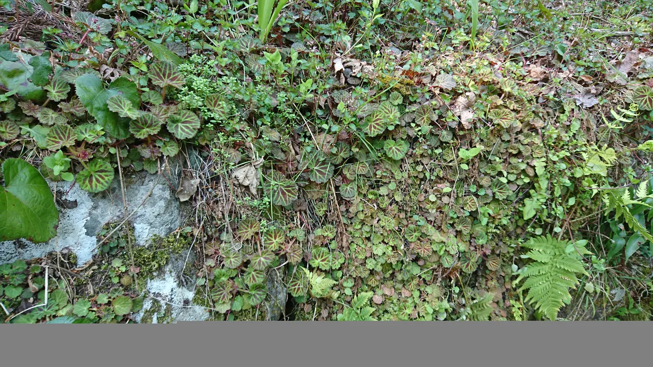 DSC_4263.JPG