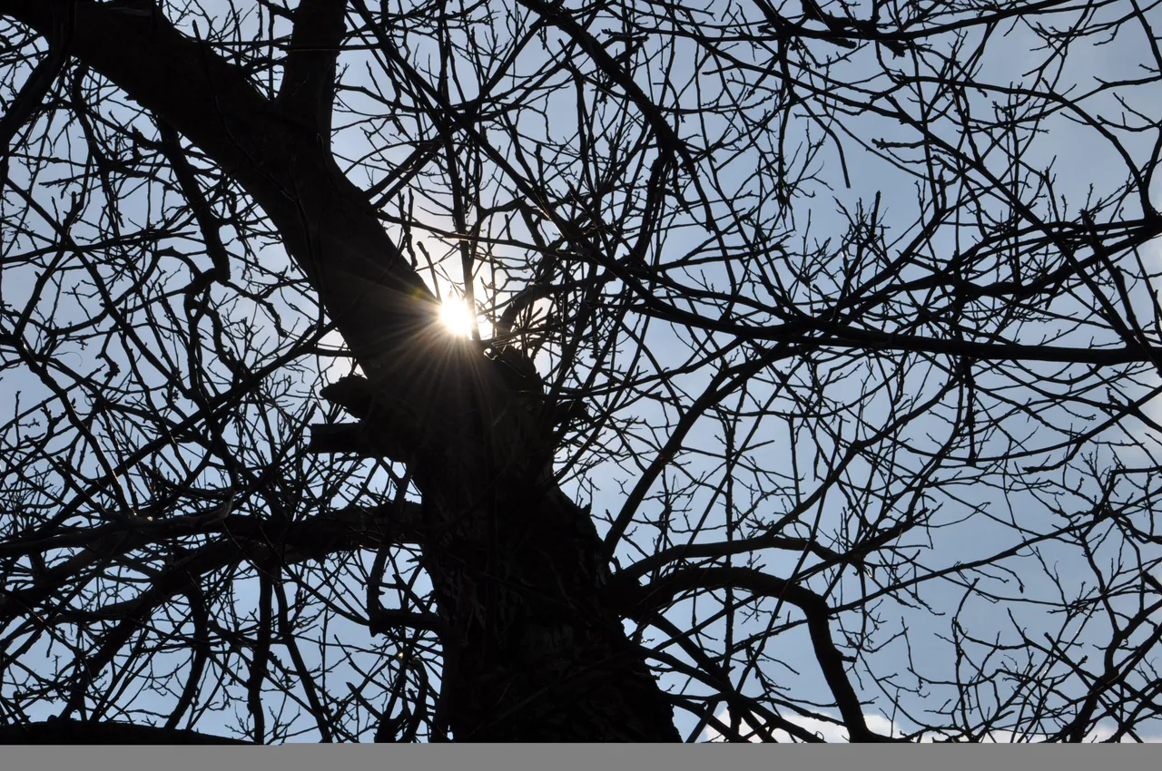 Morning Sunrays