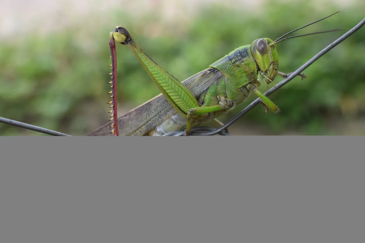 DSC_1425.JPG
