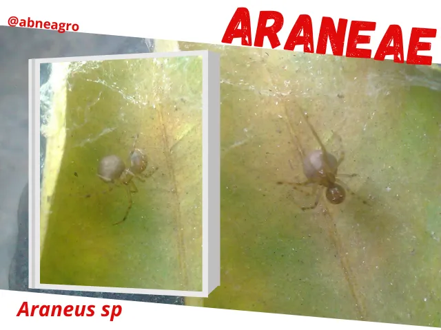 Araneae7.png