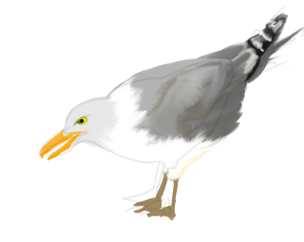 Seagull2.PNG