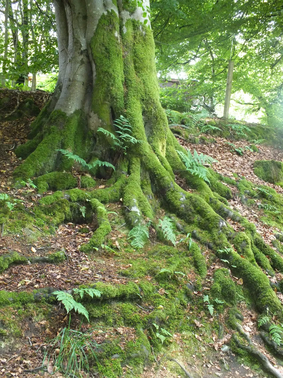 DSCF9092.JPG