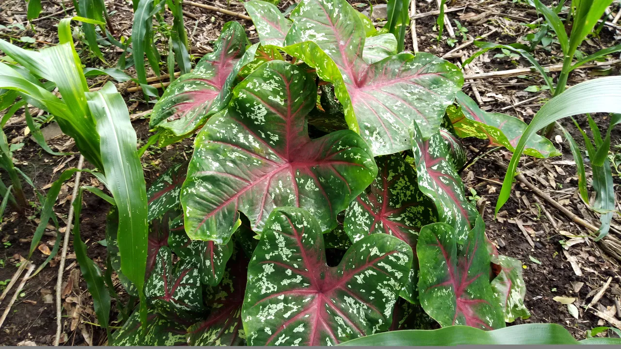 IMAG7681.jpg