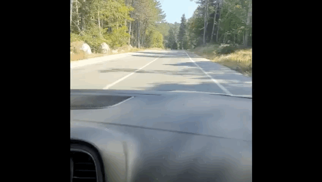 "Picture1.gif"