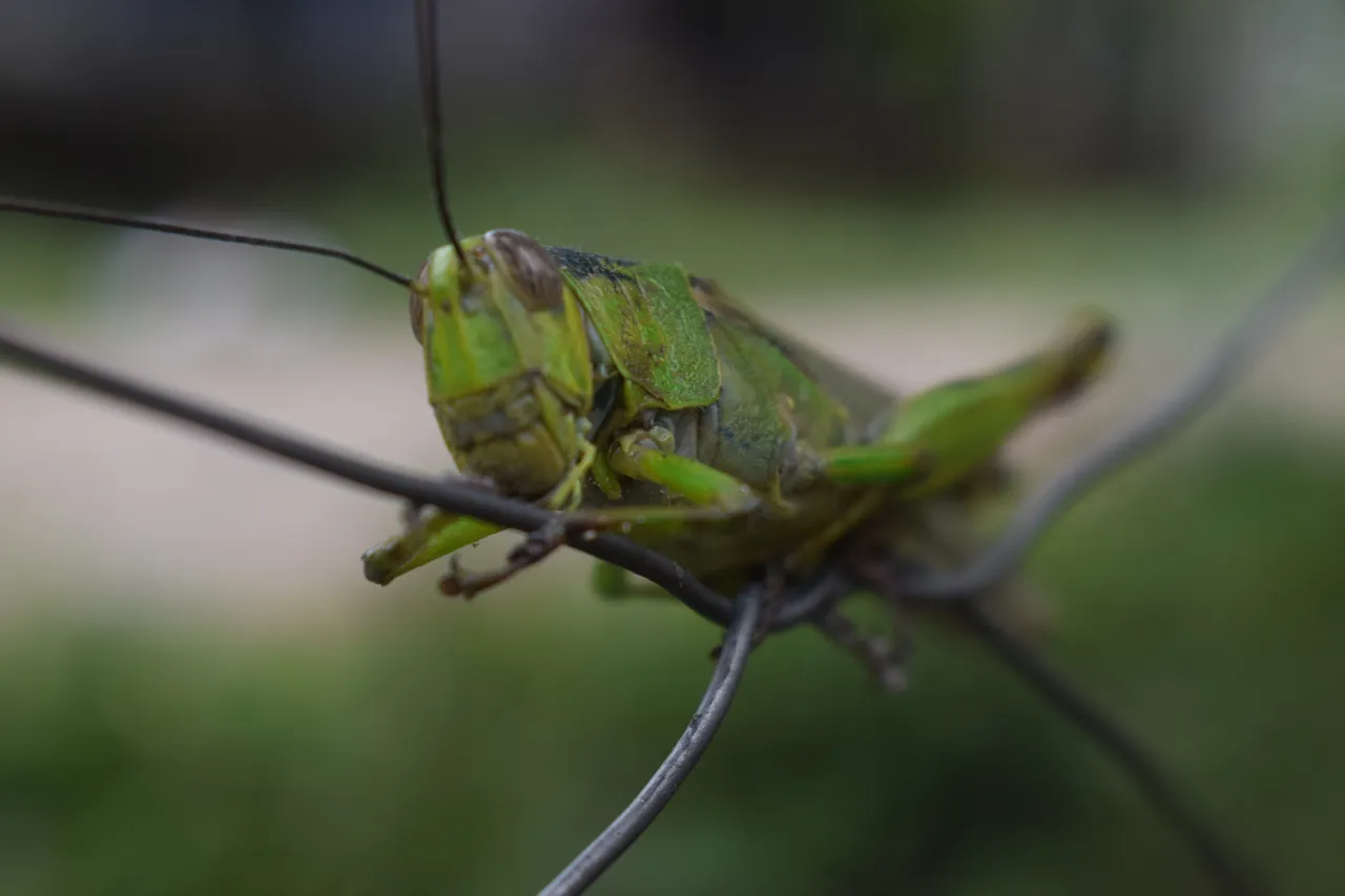 DSC_1422.JPG