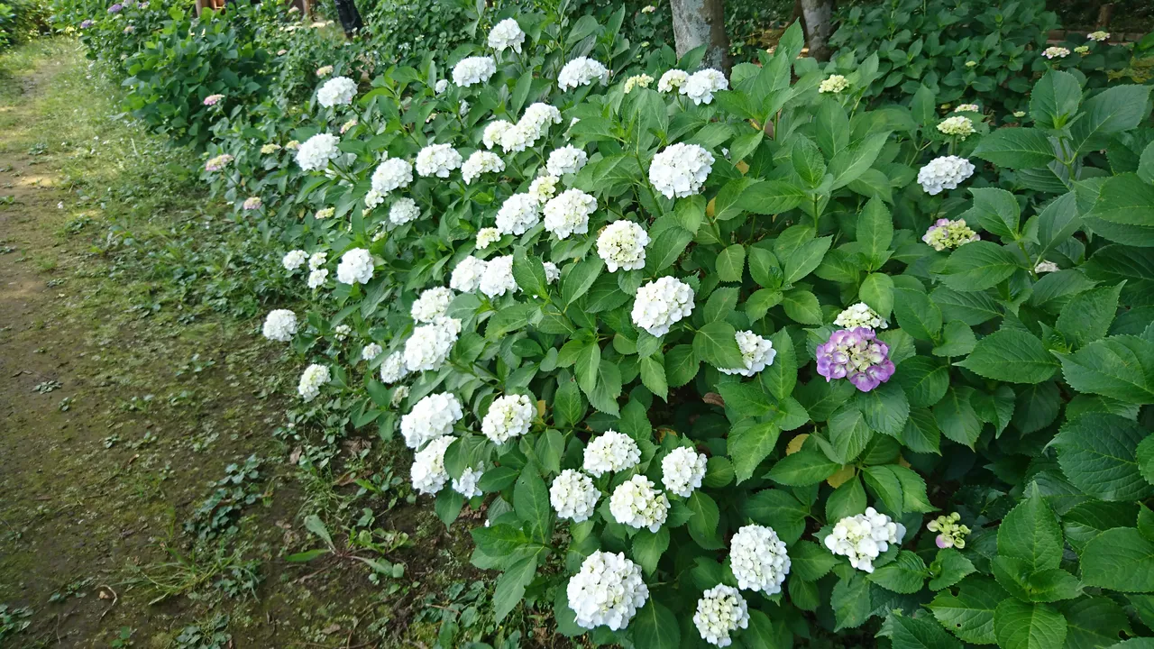 DSC_4658.JPG
