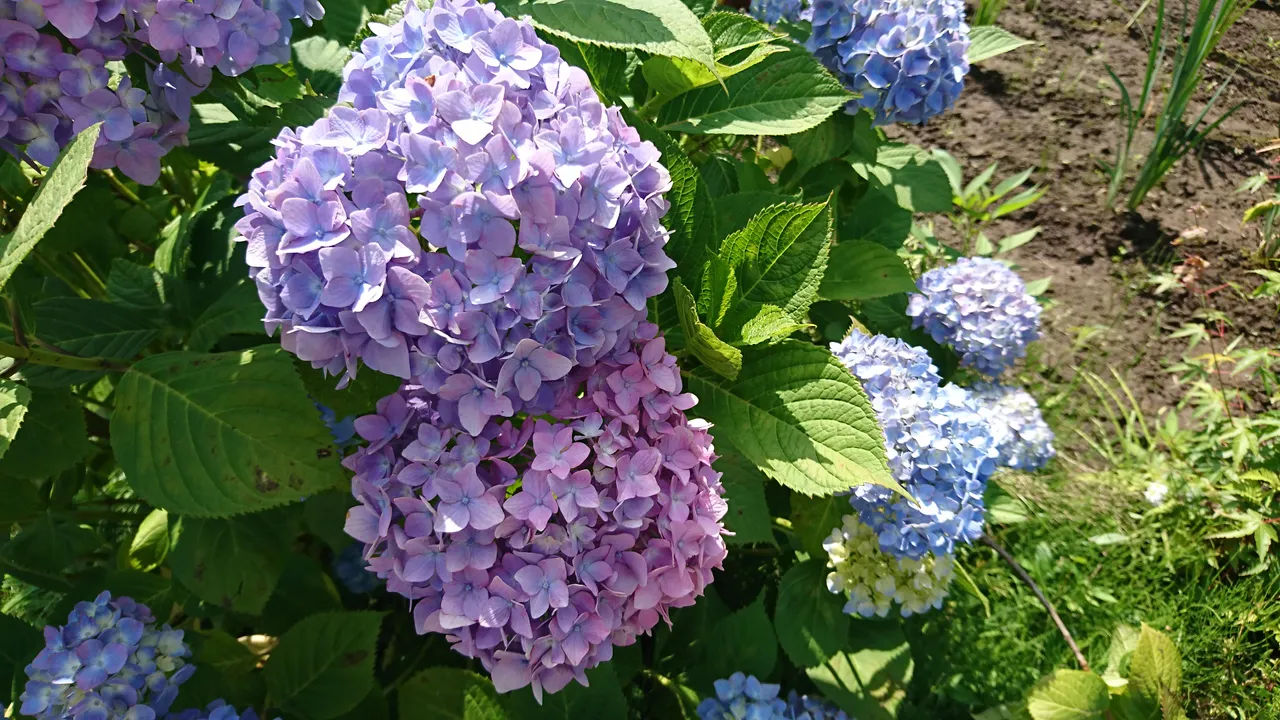 DSC_4643.JPG