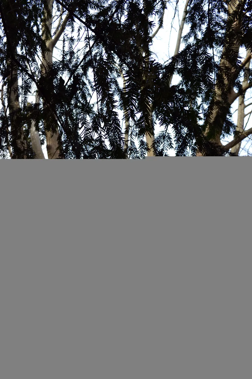 DSC_0322.JPG