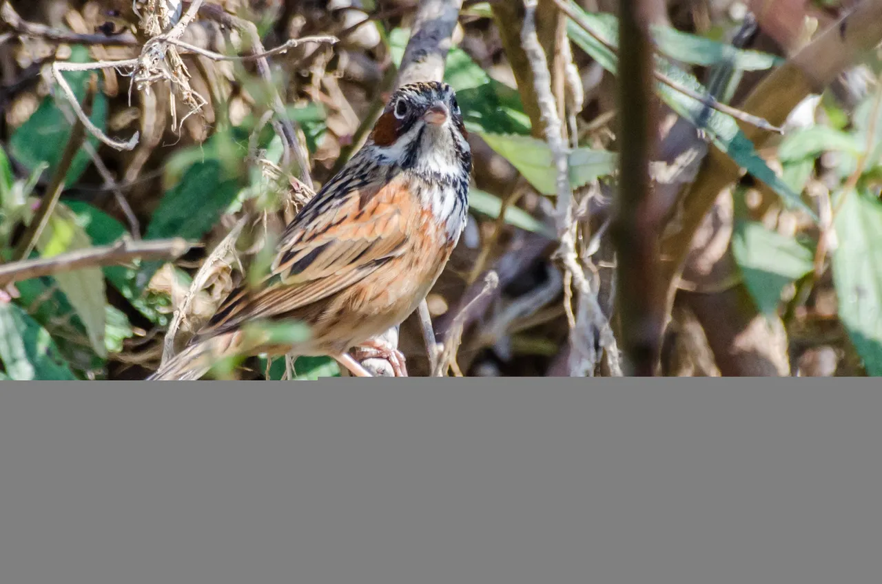 DSC_9339.jpg