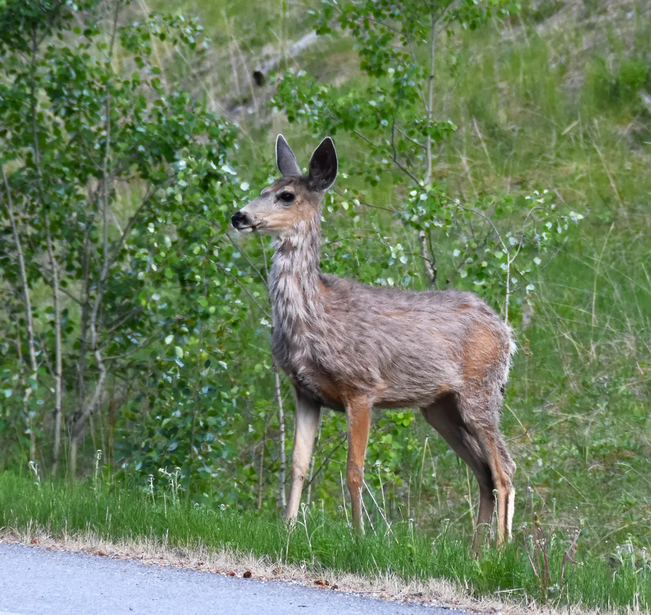 DSC_8258.JPG