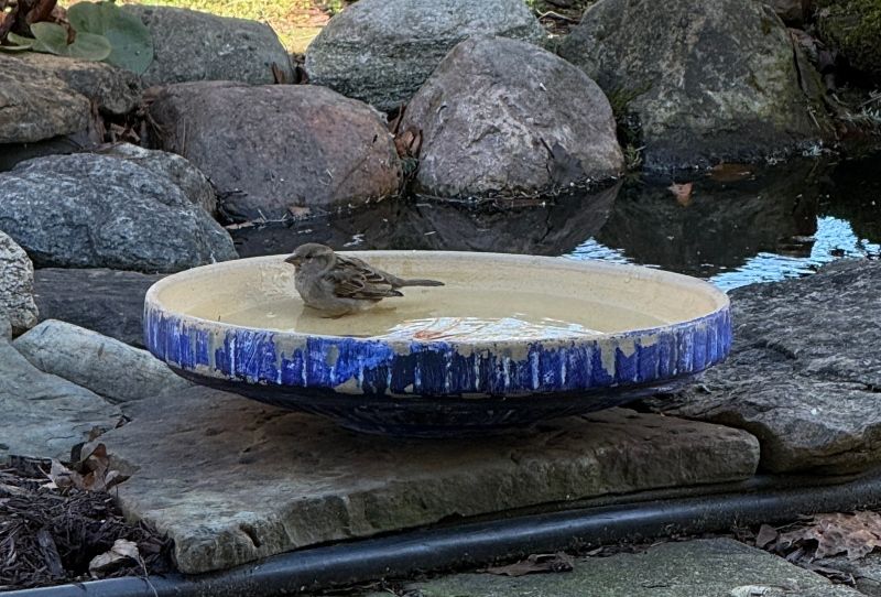 birdbath.jpg