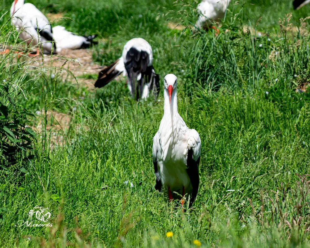 DSC_0003.jpg