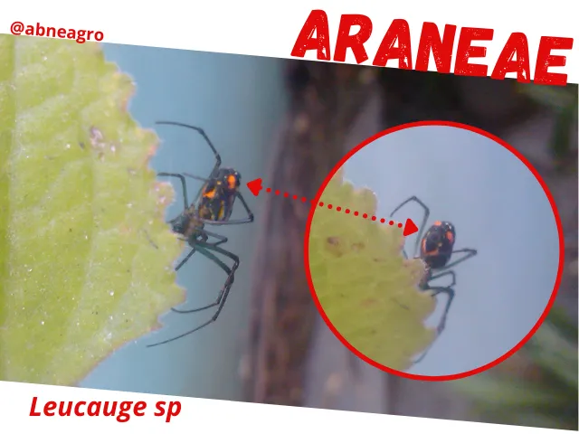 Araneae3.png