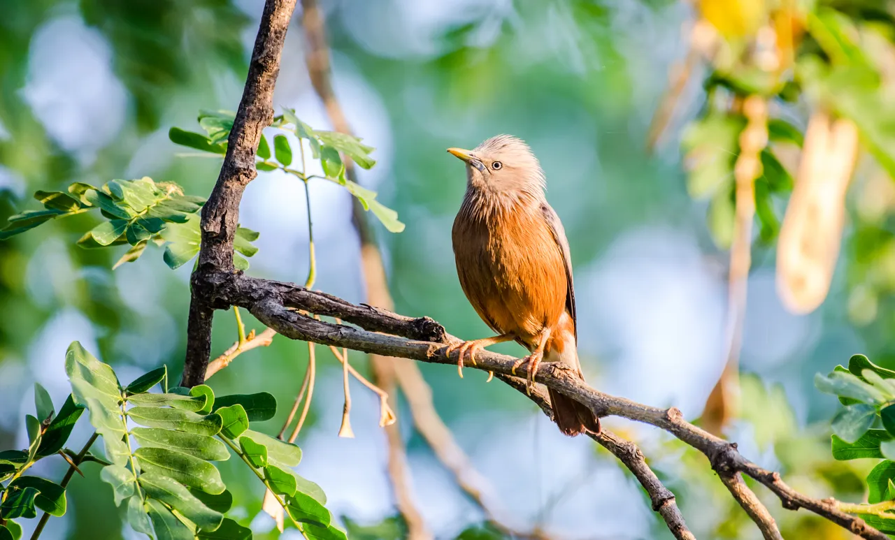 Bird 104.jpg