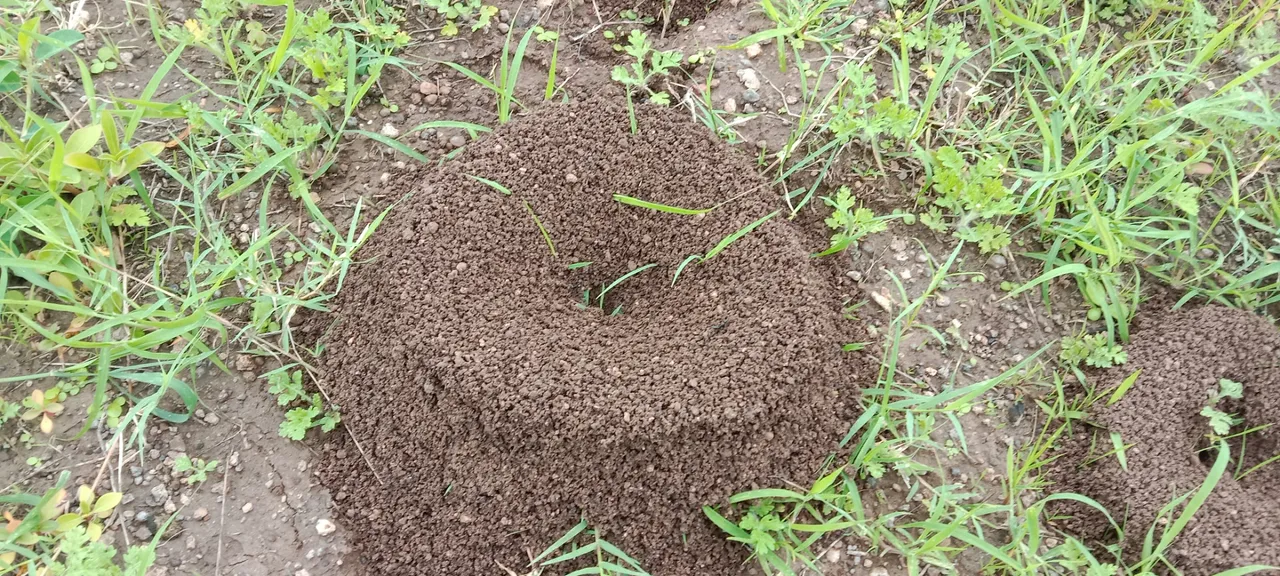 Ant House