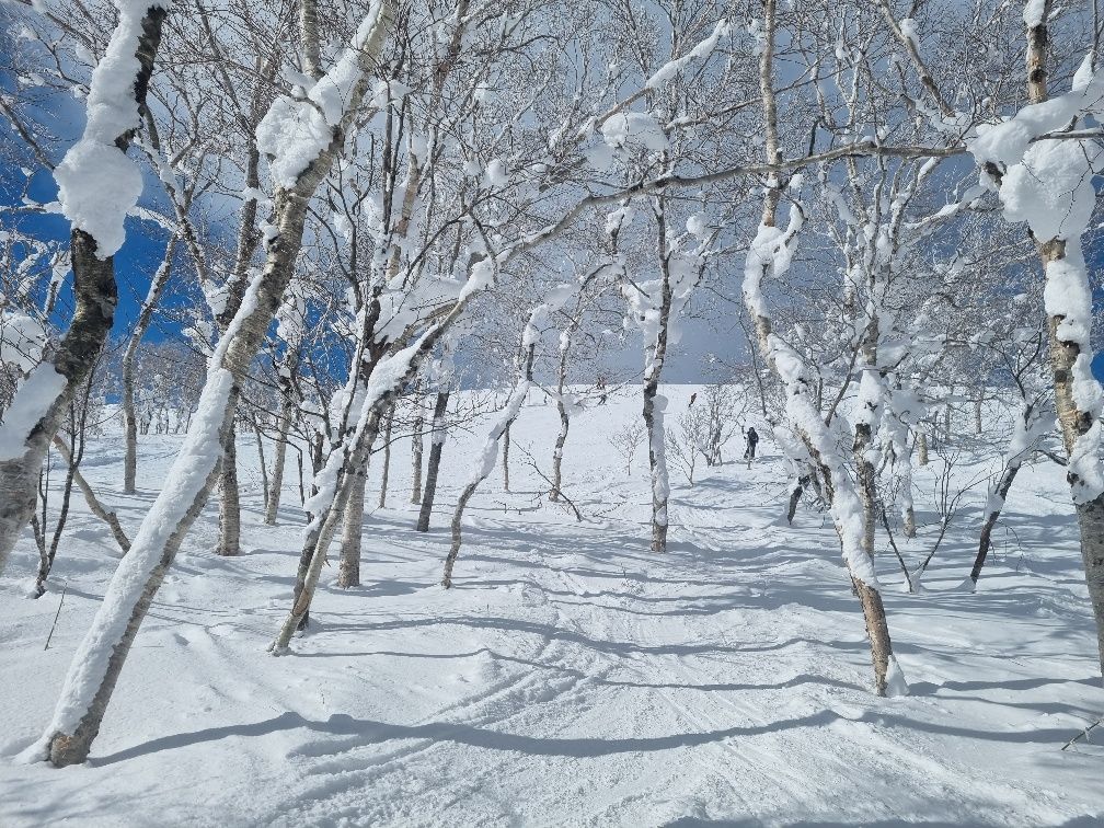 No fresh power snow around but we could still find a little bit of fluffy snow between the trees.