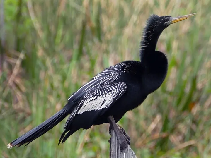 anhinga.jpg