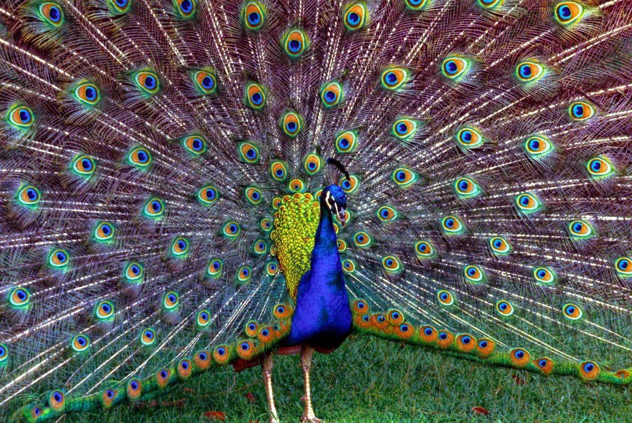 Peafowl.jpg